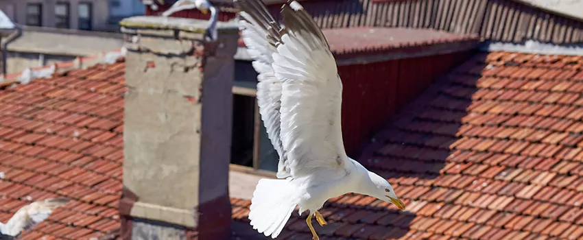 Residential Chimney Animal Removal Solution in Oak Park, MI